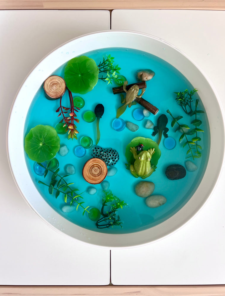 Pond Life Cycle Sensory Kit And Water Play (ONLINE ORDER ONLY)