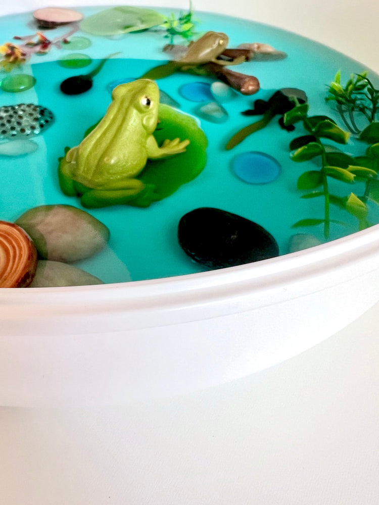 Pond Life Cycle Sensory Kit And Water Play (ONLINE ORDER ONLY)