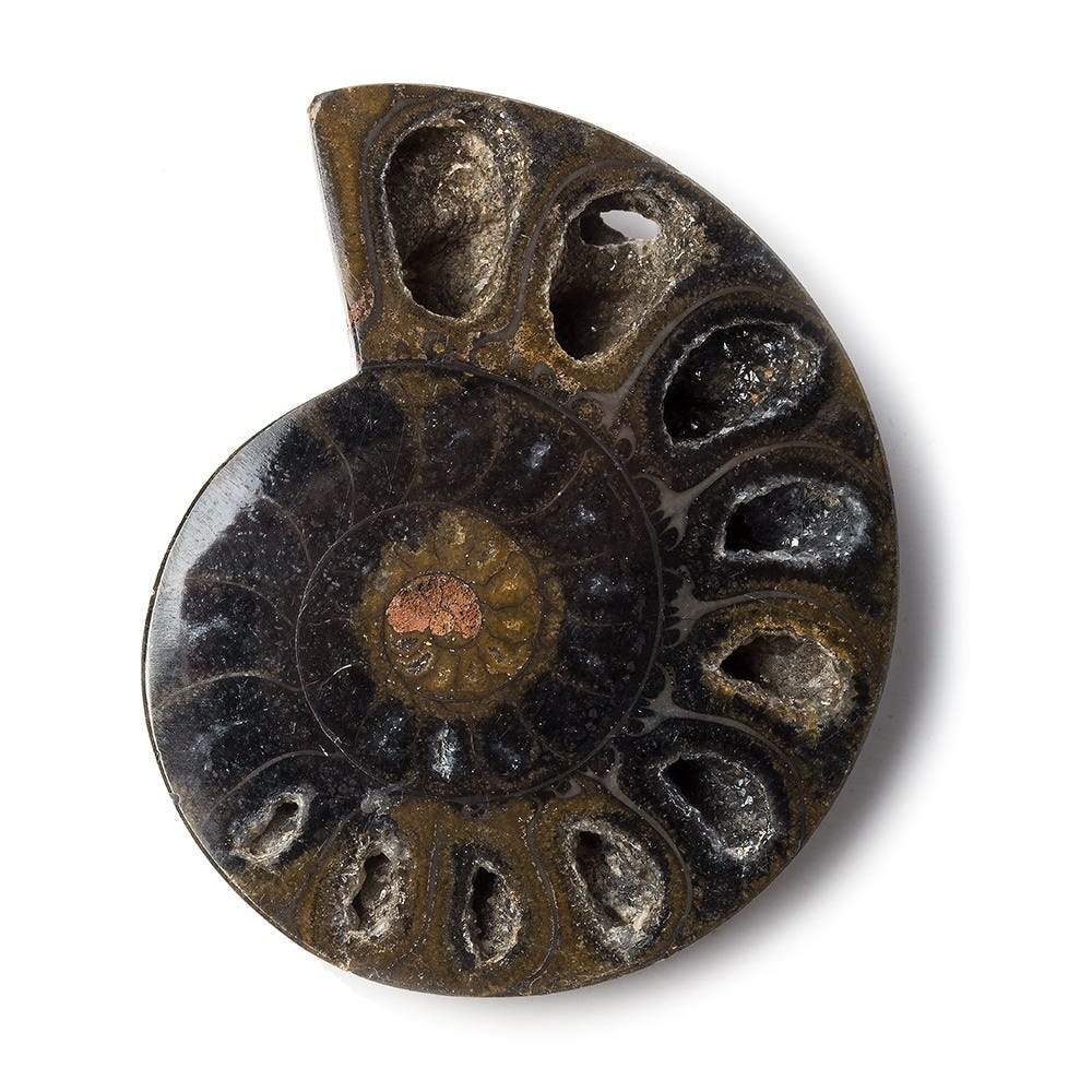 2.5x1.75 inch Ammonite Fossil Bead (ONLINE ORDER ONLY)