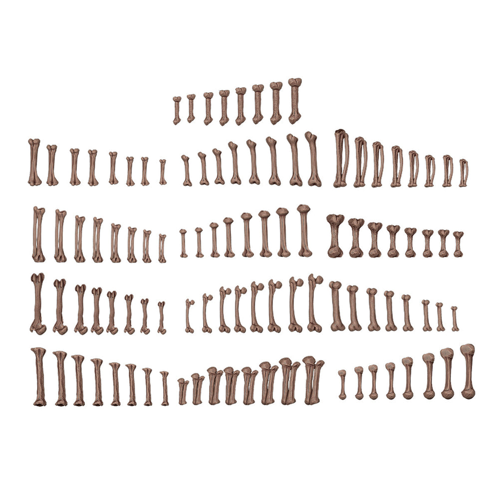 AK Interactive Basing Bits: Human Bones (120 Pieces) (ONLINE ORDER ONLY)