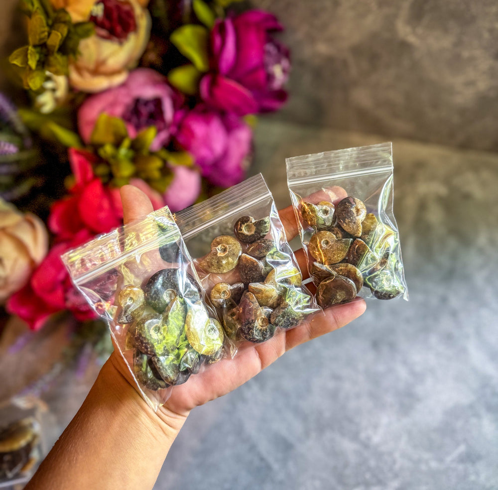 Small Polished Ammonite Ethically Sourced Ammonites, Bulk 50 gram Bag (ONLINE ORDER ONLY)