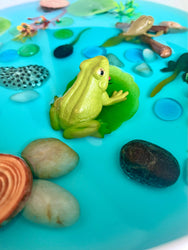 Pond Life Cycle Sensory Kit And Water Play (ONLINE ORDER ONLY)