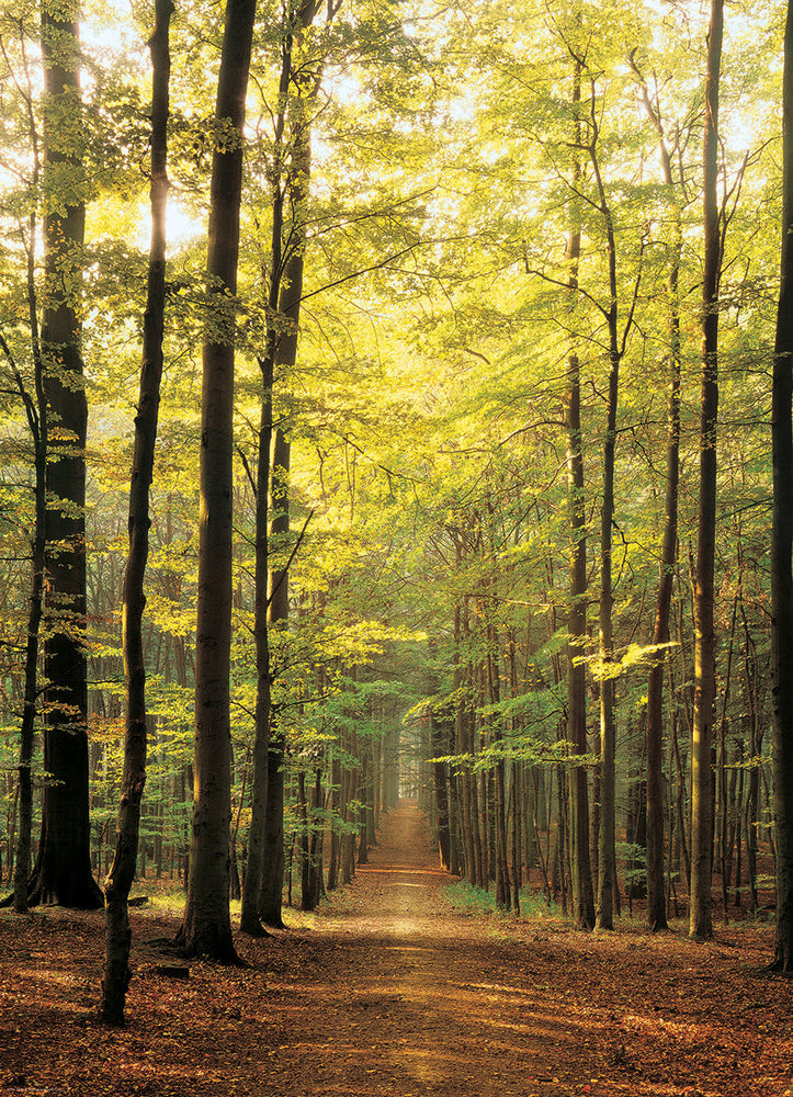 Puzzle: Scenic Photography - Forest Path (ONLINE ORDER ONLY)
