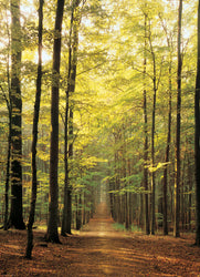 Puzzle: Scenic Photography - Forest Path (ONLINE ORDER ONLY)
