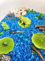 Pond Life Cycle Sensory Kit And Water Play (ONLINE ORDER ONLY)