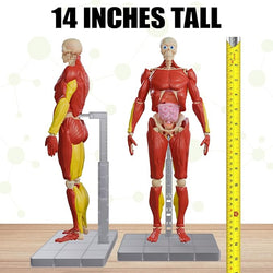Science to The Max Interactive Human Body Fully Poseable Anatomy Figure - 14” Tall