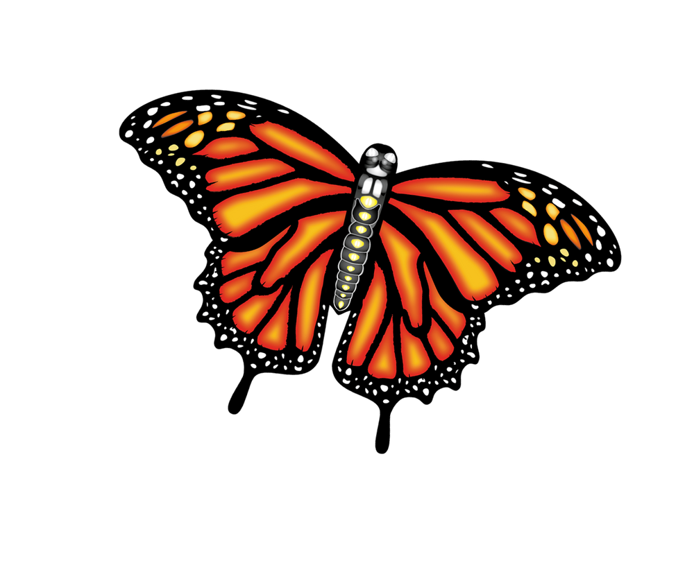 55 Inch Wide Supersize Ultra Monarch Butterfly Ripstop Nylon Kite (ONLINE ORDER ONLY)