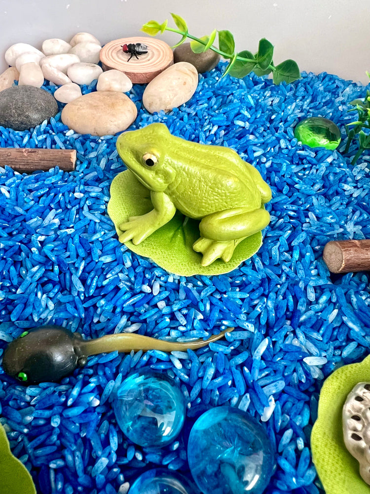 Pond Life Cycle Sensory Kit And Water Play (ONLINE ORDER ONLY)
