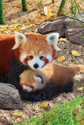 Puzzle: Save Our Planet Puzzles - Red Pandas (ONLINE ORDER ONLY)
