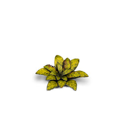 Gamers Grass Laser Plants: Dumb Cane (ONLINE ORDER ONLY)