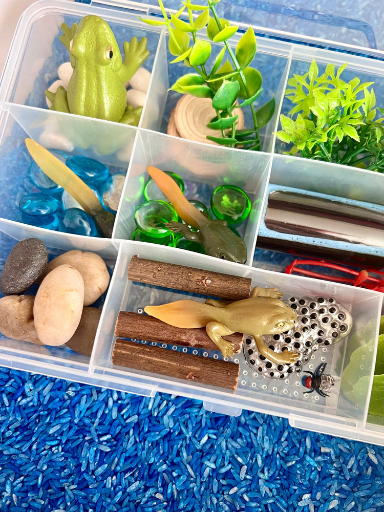 Pond Life Cycle Sensory Kit And Water Play (ONLINE ORDER ONLY)