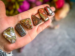 Ethically Sourced Ammolite From Canada (ONLINE ORDER ONLY)