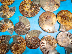 Polished Ammonite Pairs, Ethically Sourced Ammonite Halves 500-1500 grams (ONLINE ORDER ONLY)