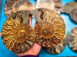 Polished Ammonite Pairs, Ethically Sourced Ammonite Halves 500-1500 grams (ONLINE ORDER ONLY)