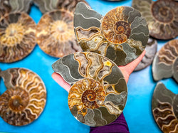 Polished Ammonite Pairs, Ethically Sourced Ammonite Halves 500-1500 grams (ONLINE ORDER ONLY)