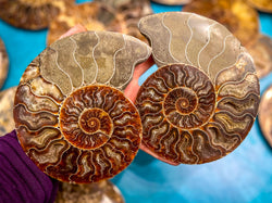 Polished Ammonite Pairs, Ethically Sourced Ammonite Halves 500-1500 grams (ONLINE ORDER ONLY)