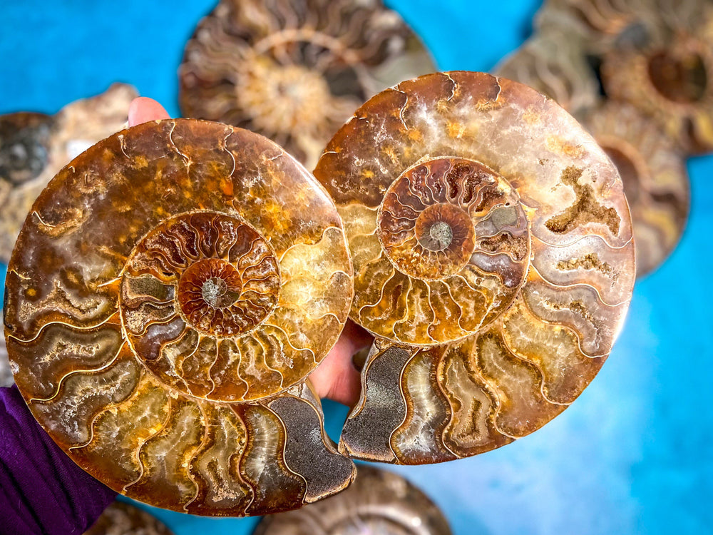 Polished Ammonite Pairs, Ethically Sourced Ammonite Halves 500-1500 grams (ONLINE ORDER ONLY)