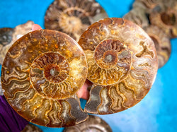Polished Ammonite Pairs, Ethically Sourced Ammonite Halves 500-1500 grams (ONLINE ORDER ONLY)