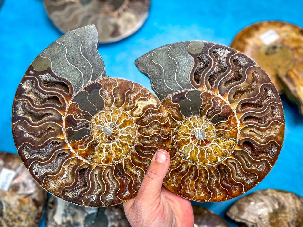 Polished Ammonite Pairs, Ethically Sourced Ammonite Halves 500-1500 grams (ONLINE ORDER ONLY)