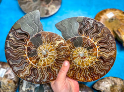 Polished Ammonite Pairs, Ethically Sourced Ammonite Halves 500-1500 grams (ONLINE ORDER ONLY)