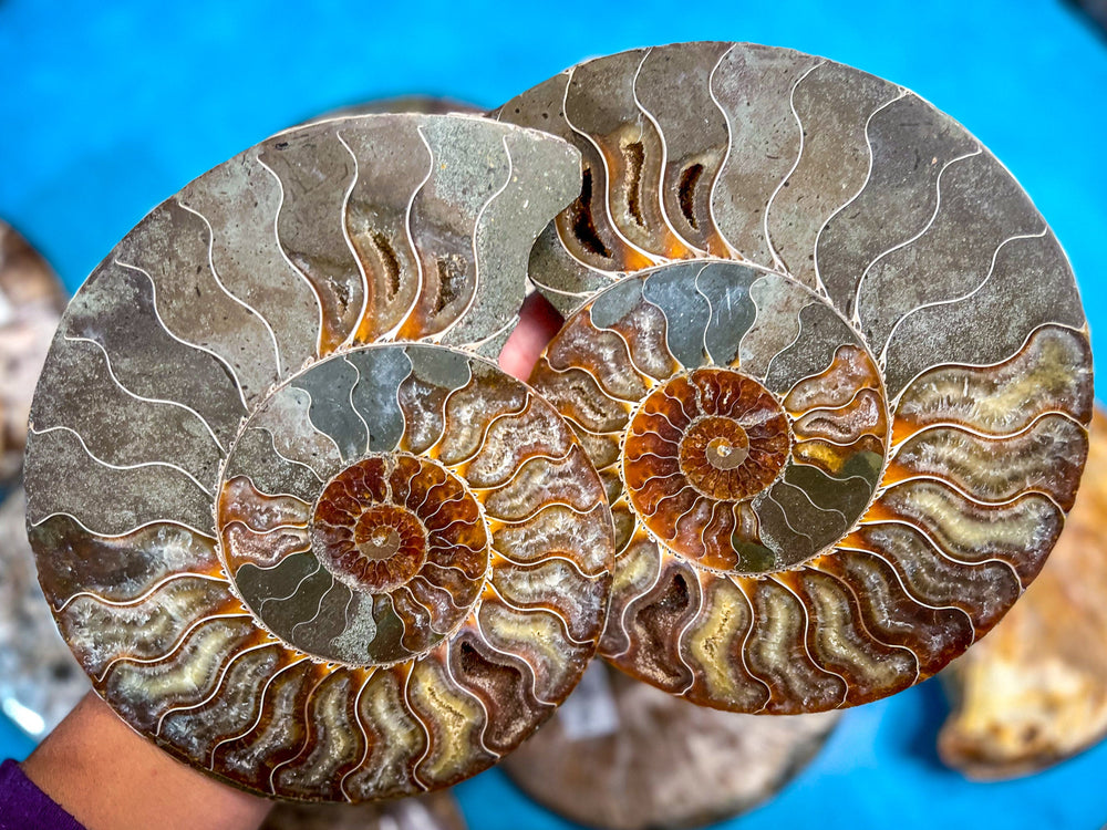Polished Ammonite Pairs, Ethically Sourced Ammonite Halves 500-1500 grams (ONLINE ORDER ONLY)