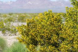 Creosote Bush Seeds (ONLINE ORDER ONLY)