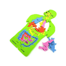 Anatomy 11 Piece Foam Puzzle (ONLINE ORDER ONLY)