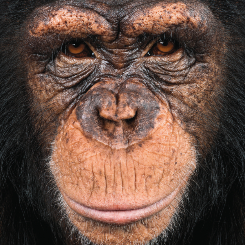 Ape 66 Piece Pocket Jigsaw Puzzle Curiosi (ONLINE ORDER ONLY)