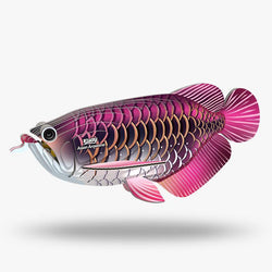 Asian Arowana 3D Cardboard Model Kit Eugy (ONLINE ORDER ONLY)