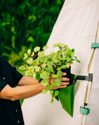 Bijou Bloom Hanging Planters (ONLINE ORDER ONLY)