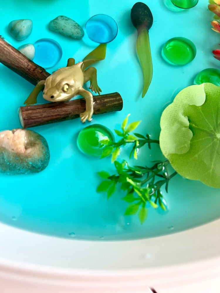 Pond Life Cycle Sensory Kit And Water Play (ONLINE ORDER ONLY)