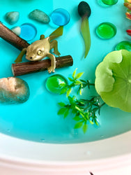 Pond Life Cycle Sensory Kit And Water Play (ONLINE ORDER ONLY)