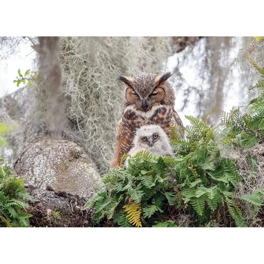 Great Horned Owl 1000 Piece Jigsaw Puzzle Cobble Hill (ONLINE ORDER ONLY)