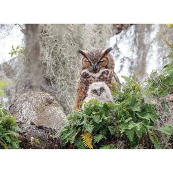 Great Horned Owl 1000 Piece Jigsaw Puzzle Cobble Hill (ONLINE ORDER ONLY)