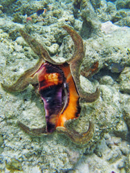 Arthritic Spider Conch (ONLINE ORDER ONLY)