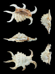 Arthritic Spider Conch (ONLINE ORDER ONLY)