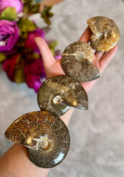 Polished Ammonite Fossils, ethically sourced fossils (ONLINE ORDER ONLY)