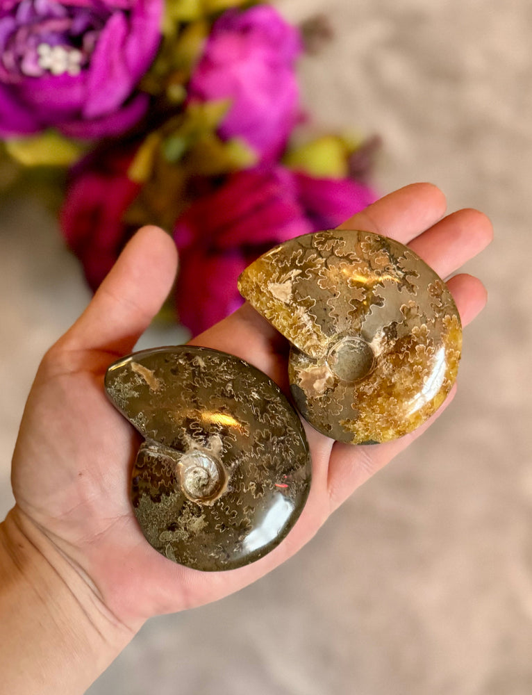 Polished Ammonite Fossils, ethically sourced fossils (ONLINE ORDER ONLY)