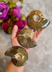 Polished Ammonite Fossils, ethically sourced fossils (ONLINE ORDER ONLY)