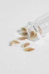 Creosote Bush Seeds (ONLINE ORDER ONLY)