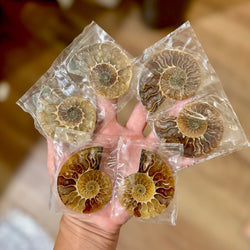 Small Polished Ammonite Pairs, Ethically Sourced Ammonite Halves (ONLINE ORDER ONLY)