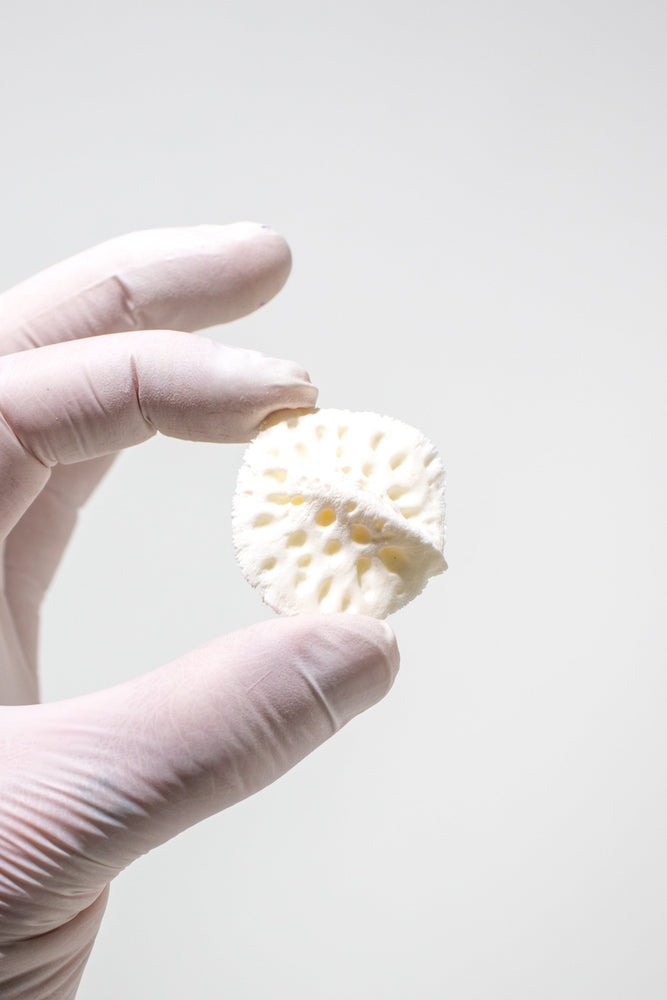 Alligator Osteoderm Bone (Online Order Only)