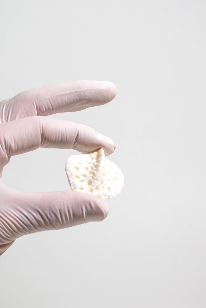 Alligator Osteoderm Bone (Online Order Only)