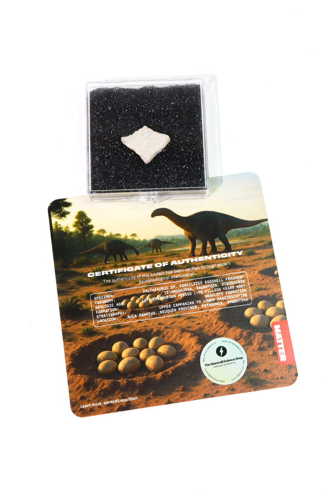 Saltasaurus Eggshell Fossil (ONLINE ORDER ONLY)