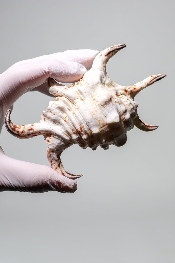 Arthritic Spider Conch (ONLINE ORDER ONLY)