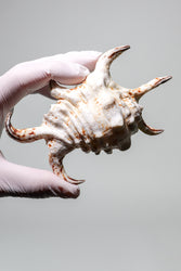 Arthritic Spider Conch (ONLINE ORDER ONLY)