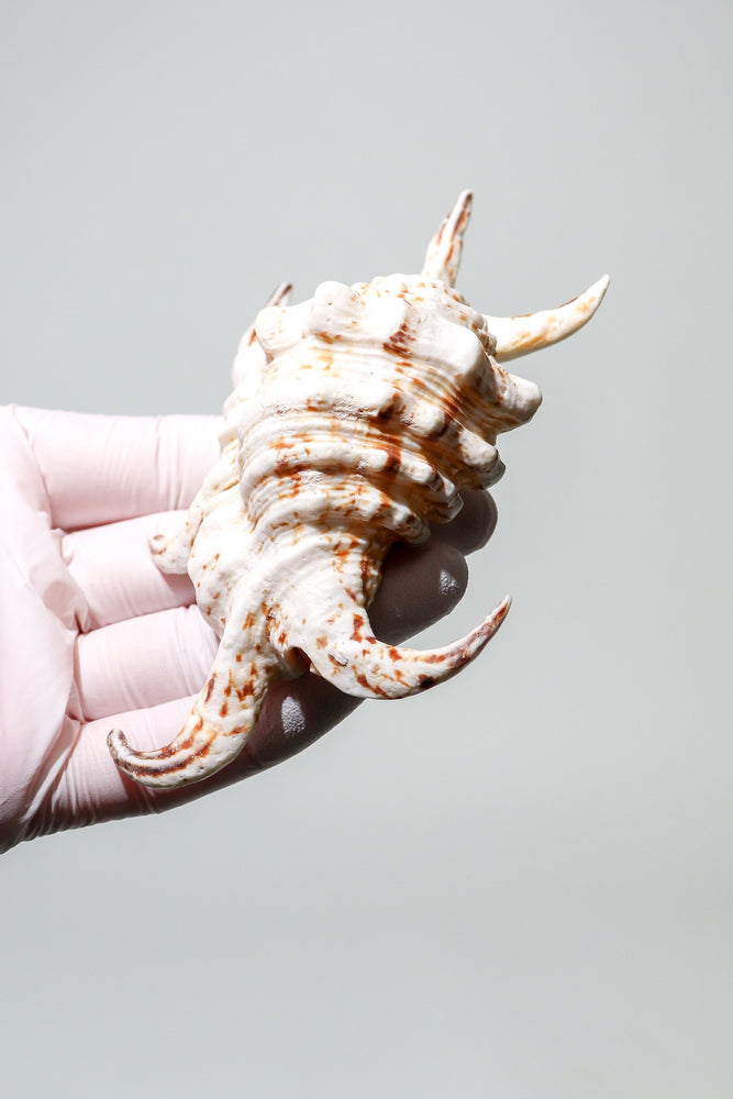 Arthritic Spider Conch (ONLINE ORDER ONLY)