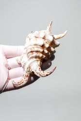 Arthritic Spider Conch (ONLINE ORDER ONLY)