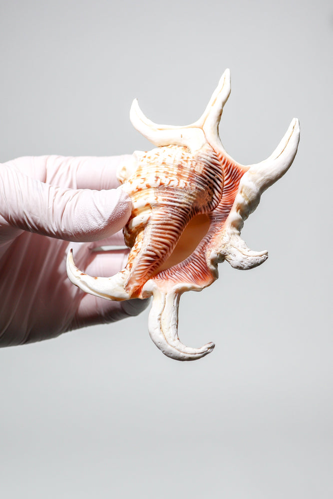 Arthritic Spider Conch (ONLINE ORDER ONLY)