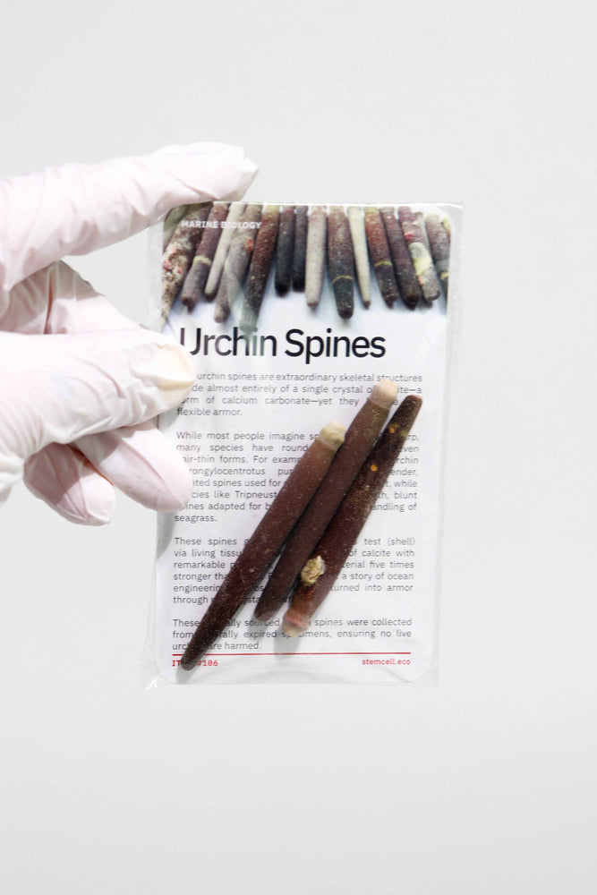 Sea Urchin Spines - 3-pack (ONLINE ORDER ONLY)